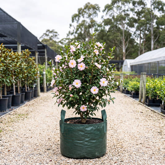 Jean May Camellia - Camellia sasanqua ‘Jean May’