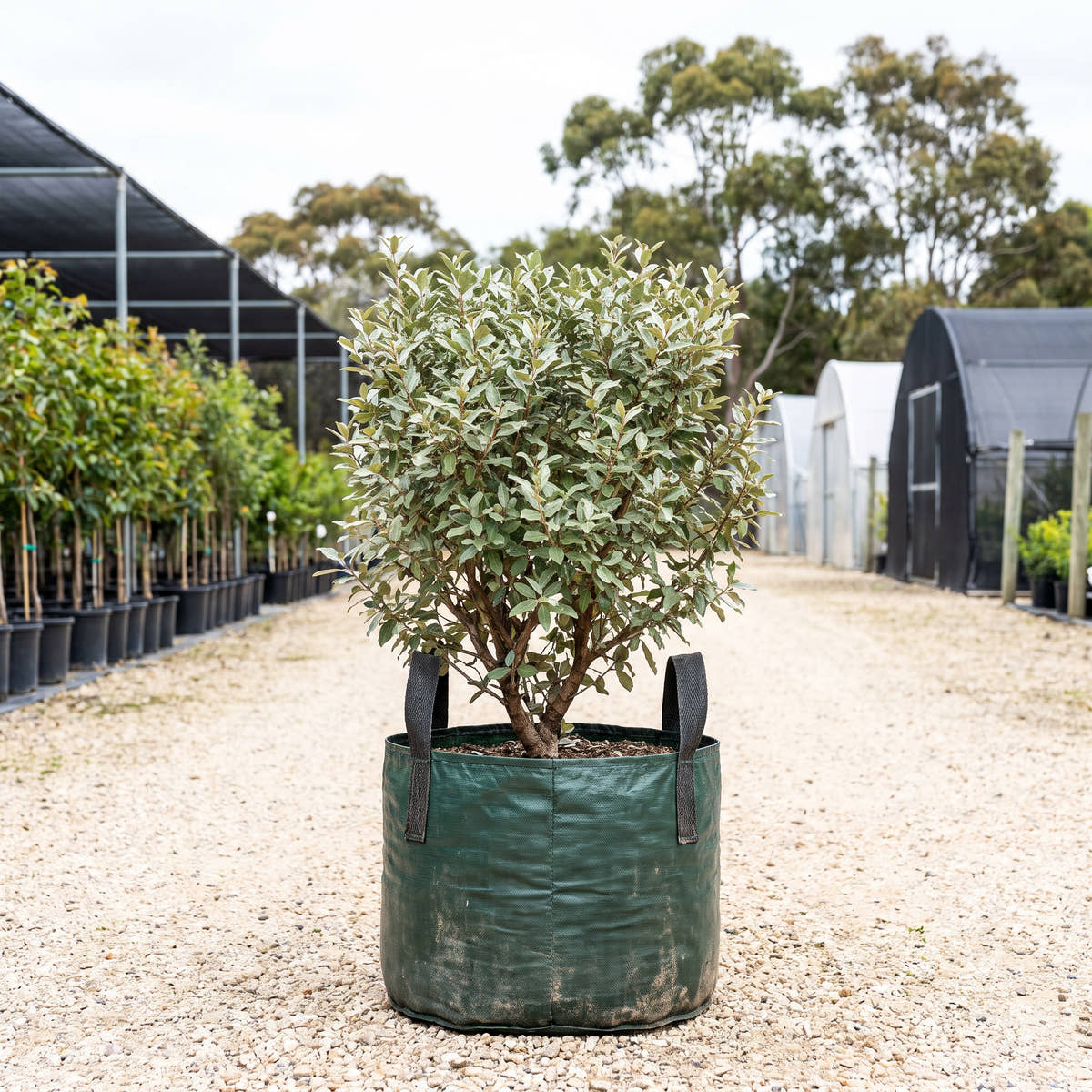 Silverberry (Hedge) - Elaeagnus x ebbingei