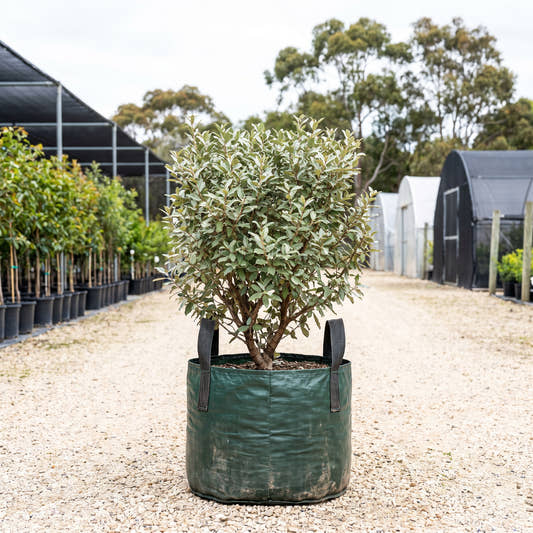 Silverberry (Hedge) - Elaeagnus x ebbingei