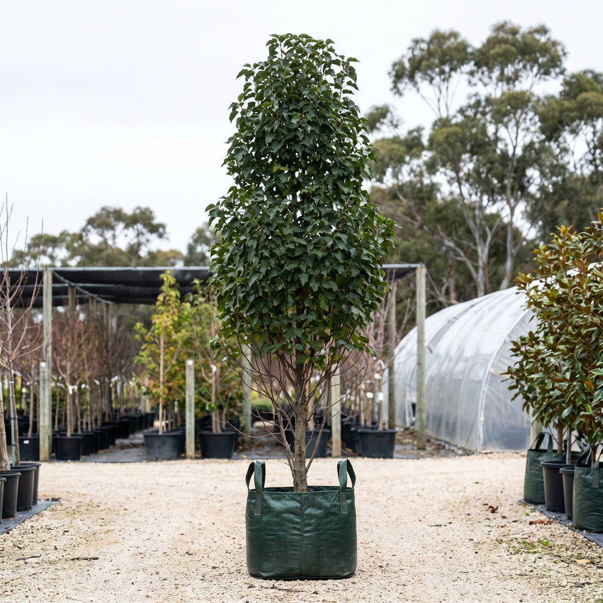 Crows Nest Poplar - Populus x euramericana ‘Crows Nest’