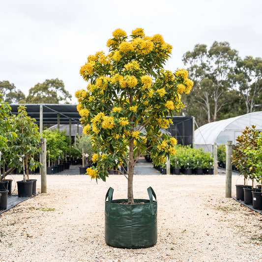 Expo Gold Golden Penda - Xanthostemon chrysanthus ‘Expo Gold’