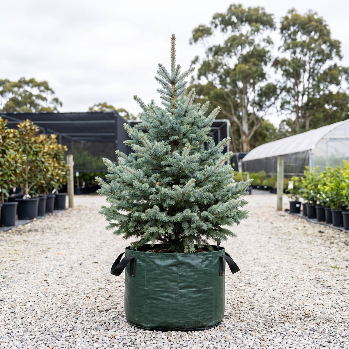 Blue Star Blue Spruce - Picea pungens ‘Blue Star’