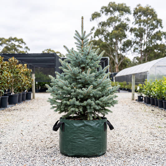 Blue Star Blue Spruce - Picea pungens ‘Blue Star’