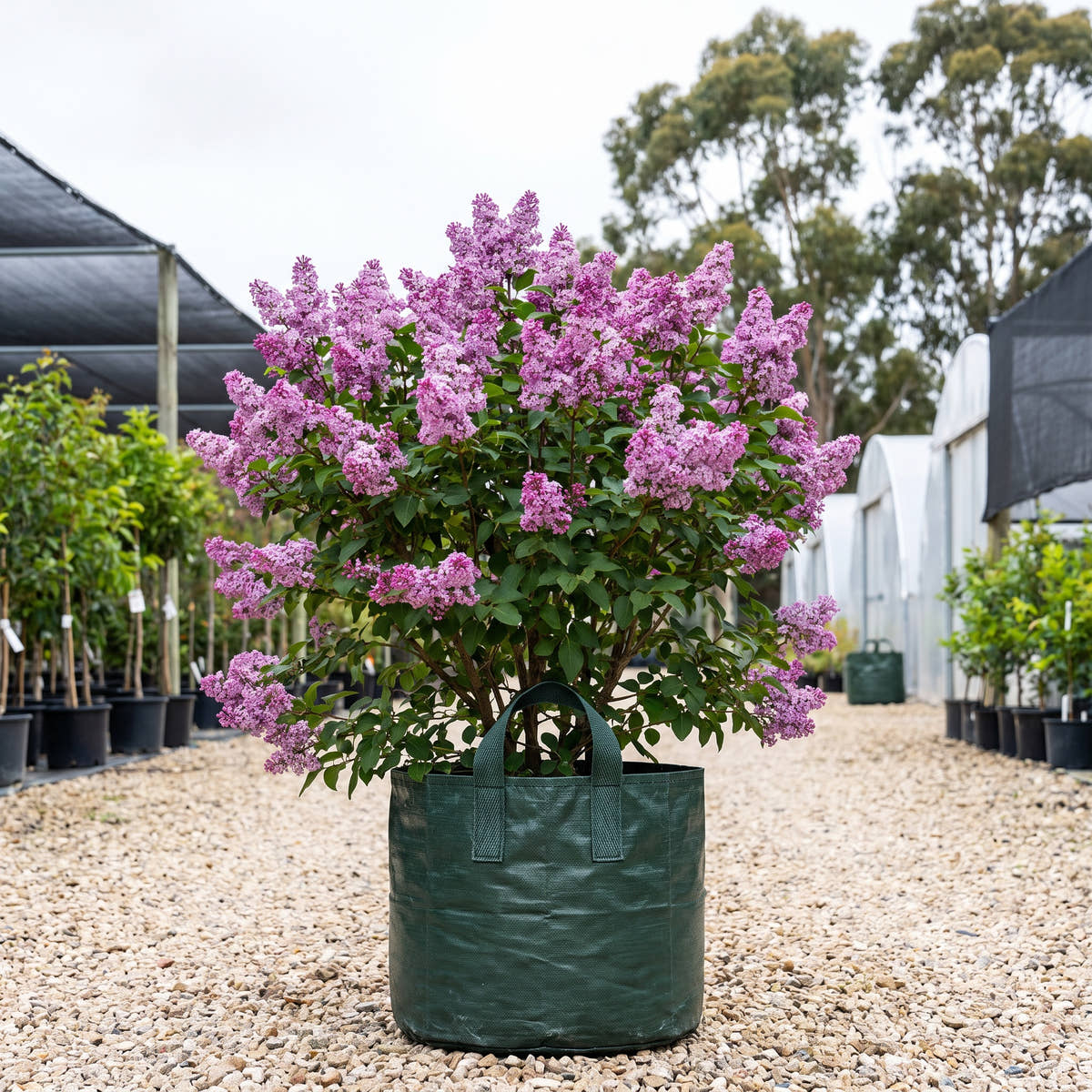 Alice Eastwood Lilac - Syringa x hyacinthiflora ‘Alice Eastwood’