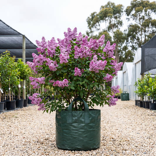 Alice Eastwood Lilac - Syringa x hyacinthiflora ‘Alice Eastwood’