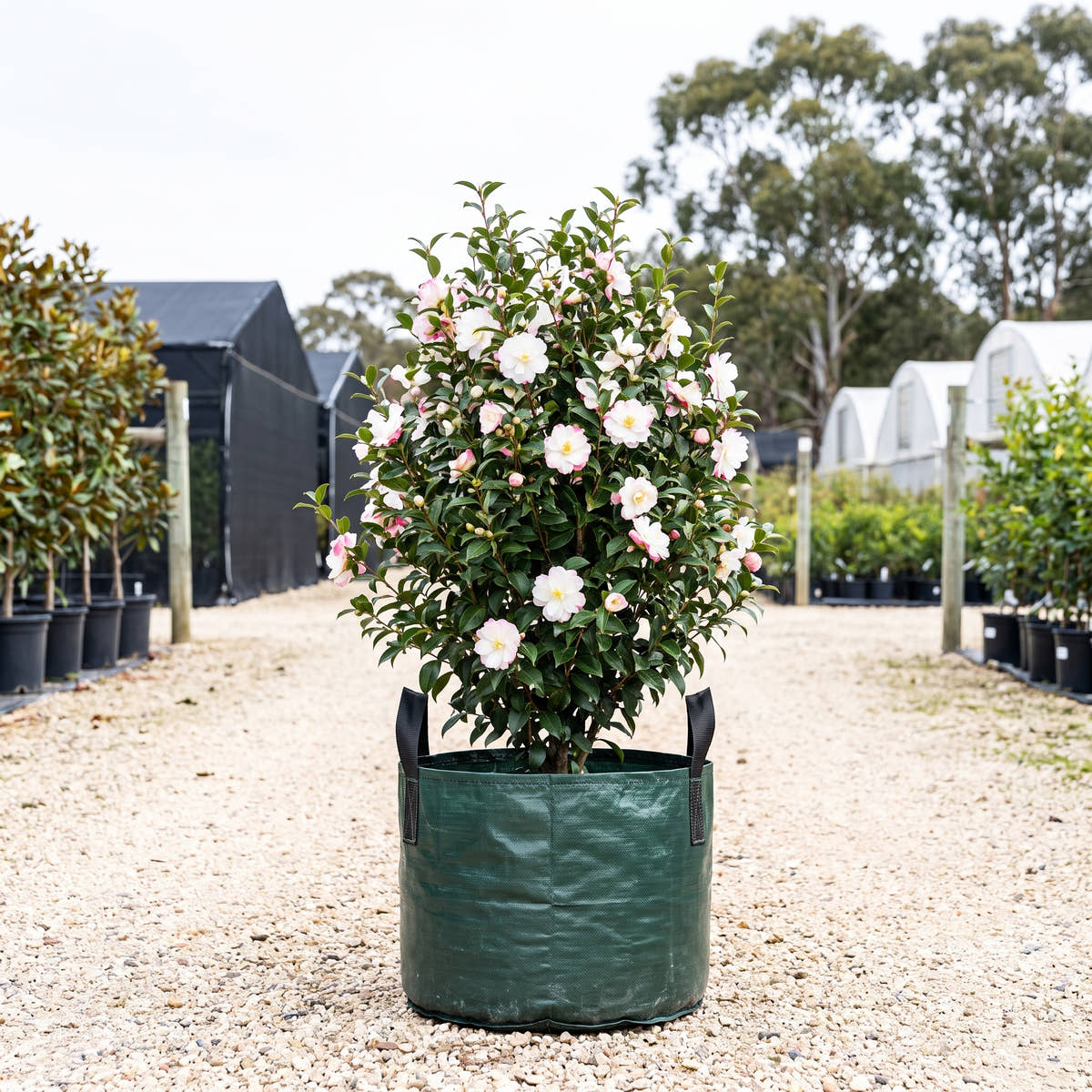 Paradise Blush Camellia - Camellia sasanqua ‘Paradise Blush’