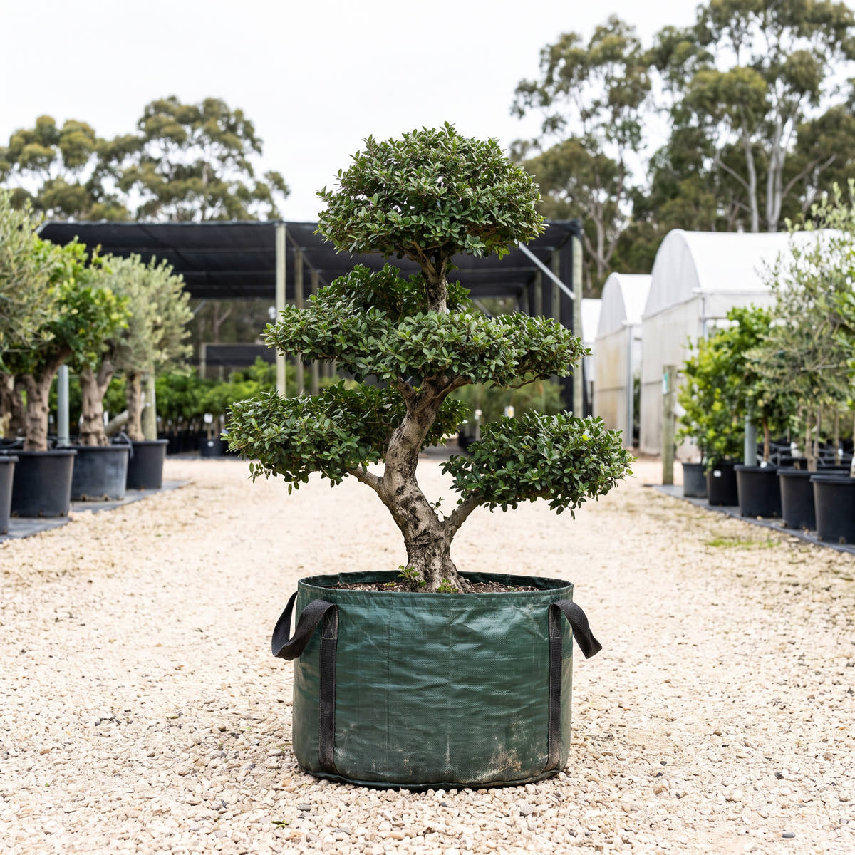 Dwarf Black Olive - Bucida molinetii