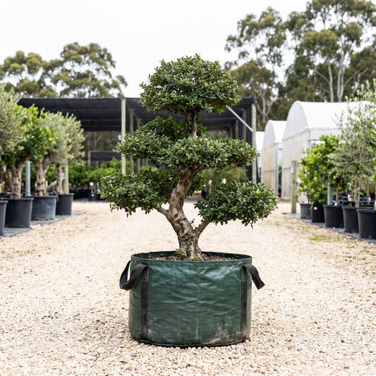 Dwarf Black Olive - Bucida molinetii