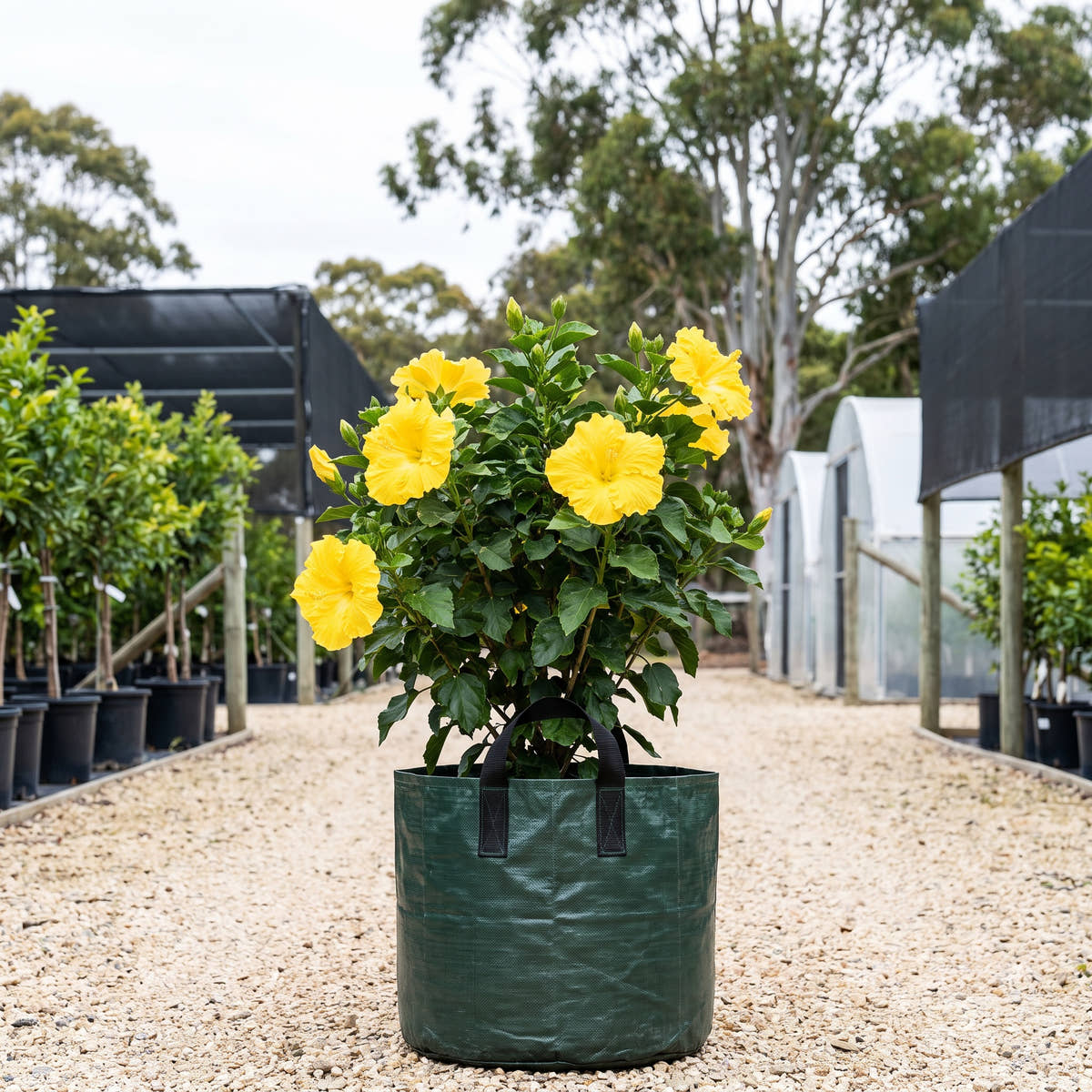 Yellow Adonicus Hibiscus - Hibiscus ‘Flamenco Adonicus Yellow’