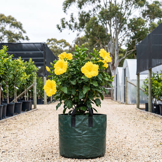 Yellow Adonicus Hibiscus - Hibiscus ‘Flamenco Adonicus Yellow’