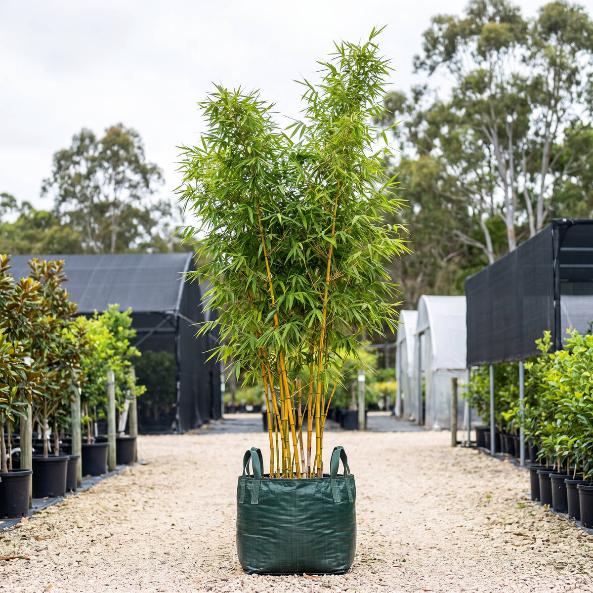 Painted Bamboo - Bambusa vulgaris ‘Vittata’
