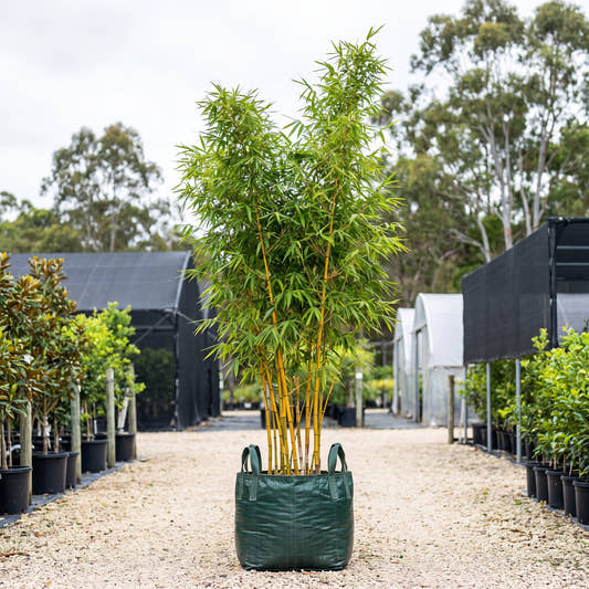 Painted Bamboo - Bambusa vulgaris ‘Vittata’