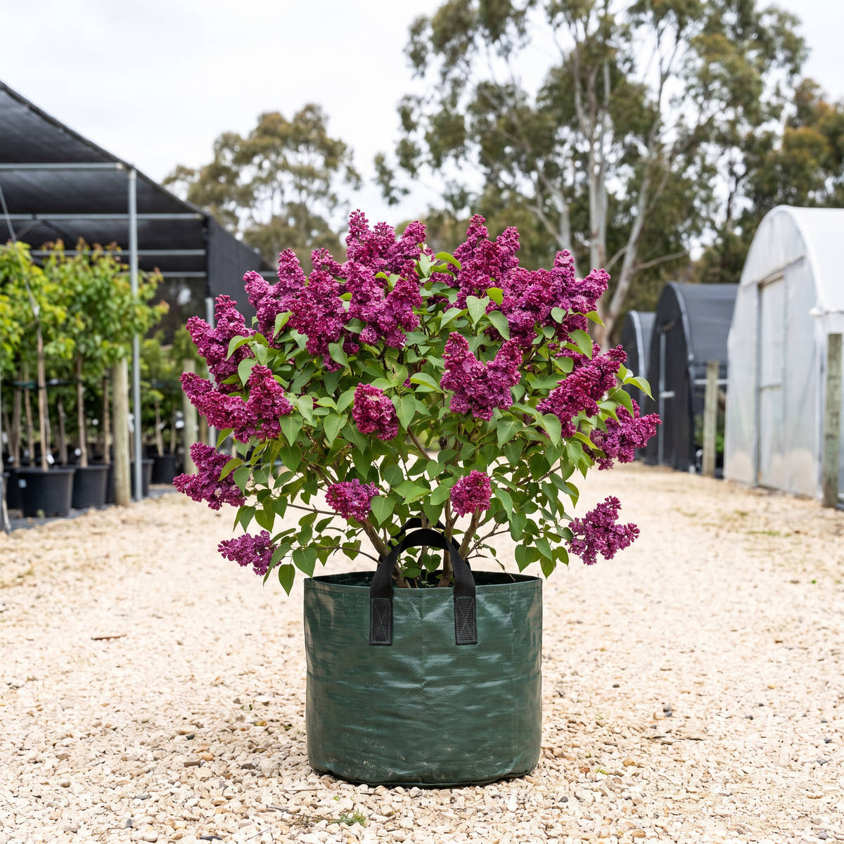 Mrs Edward Harding Lilac - Syringa vulgaris ‘Mrs Edward Harding’