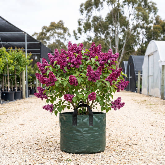 Mrs Edward Harding Lilac - Syringa vulgaris ‘Mrs Edward Harding’
