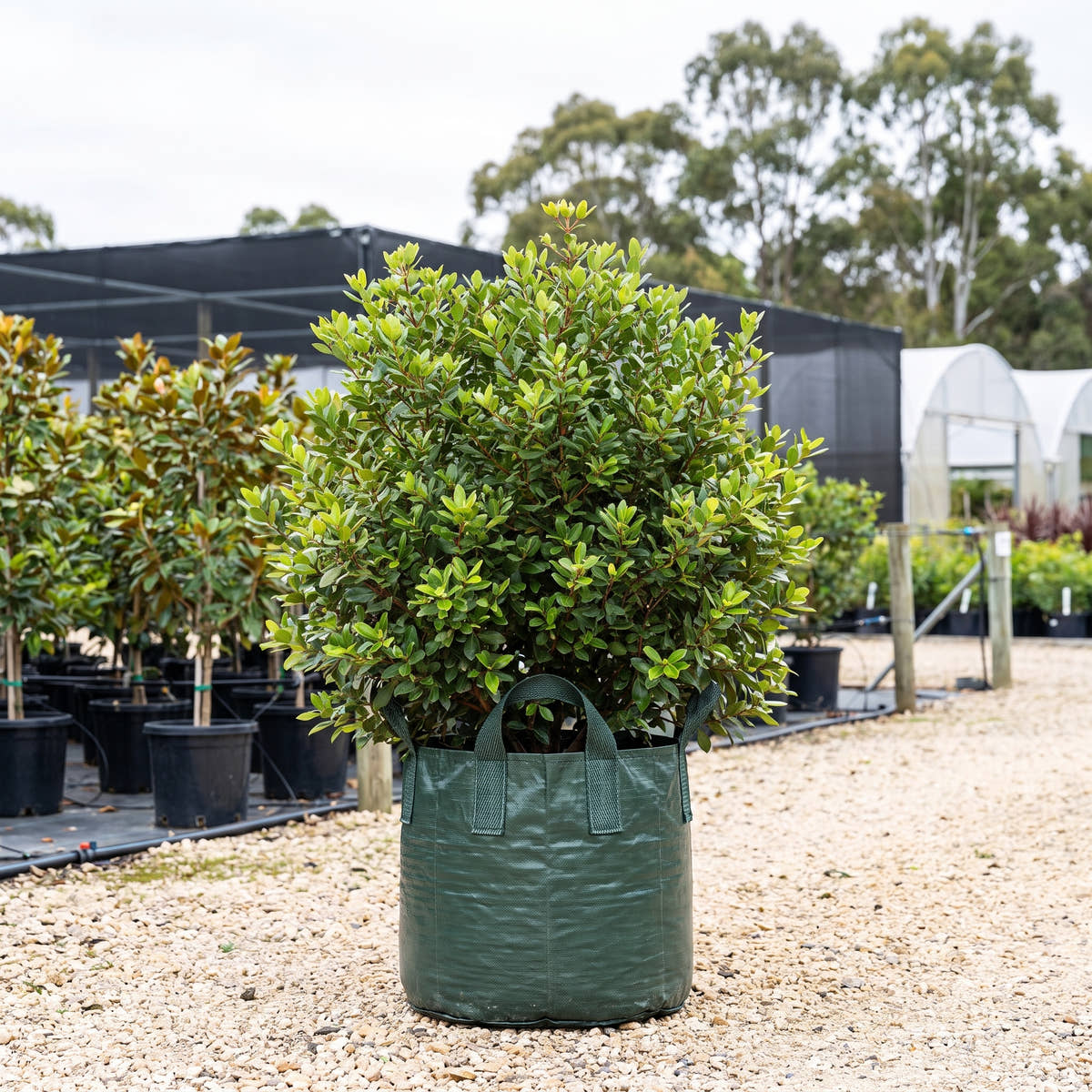 Dwarf Pohutukawa - Metrosideros excelsa ‘Nana’