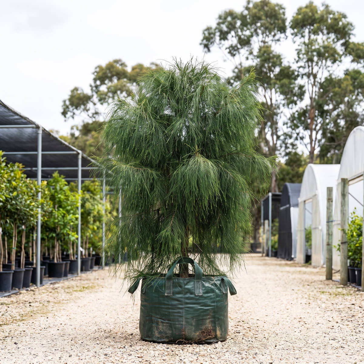 Green Wave Casuarina - Casuarina glauca ‘Green Wave’