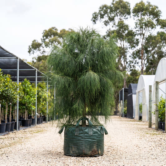 Green Wave Casuarina - Casuarina glauca ‘Green Wave’