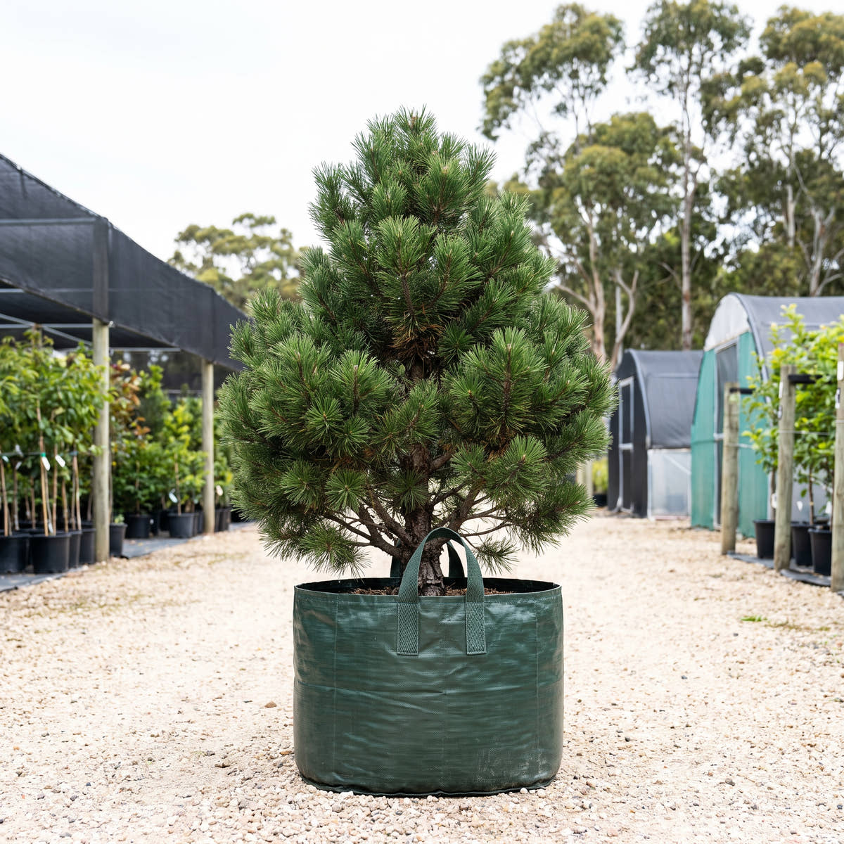 Dwarf Mountain Pine - Pinus mugo