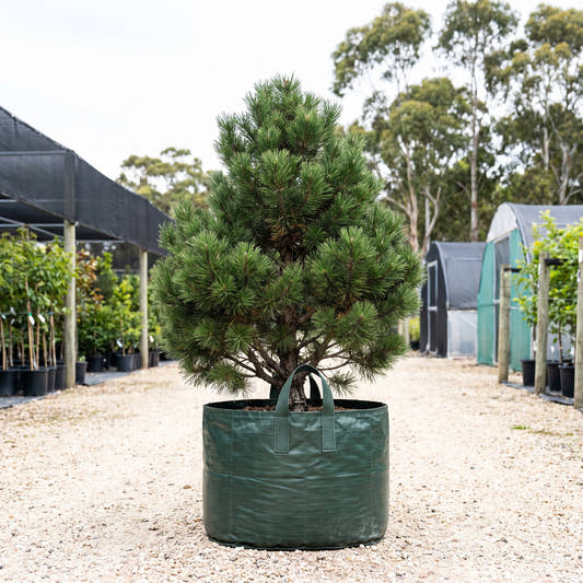 Dwarf Mountain Pine - Pinus mugo