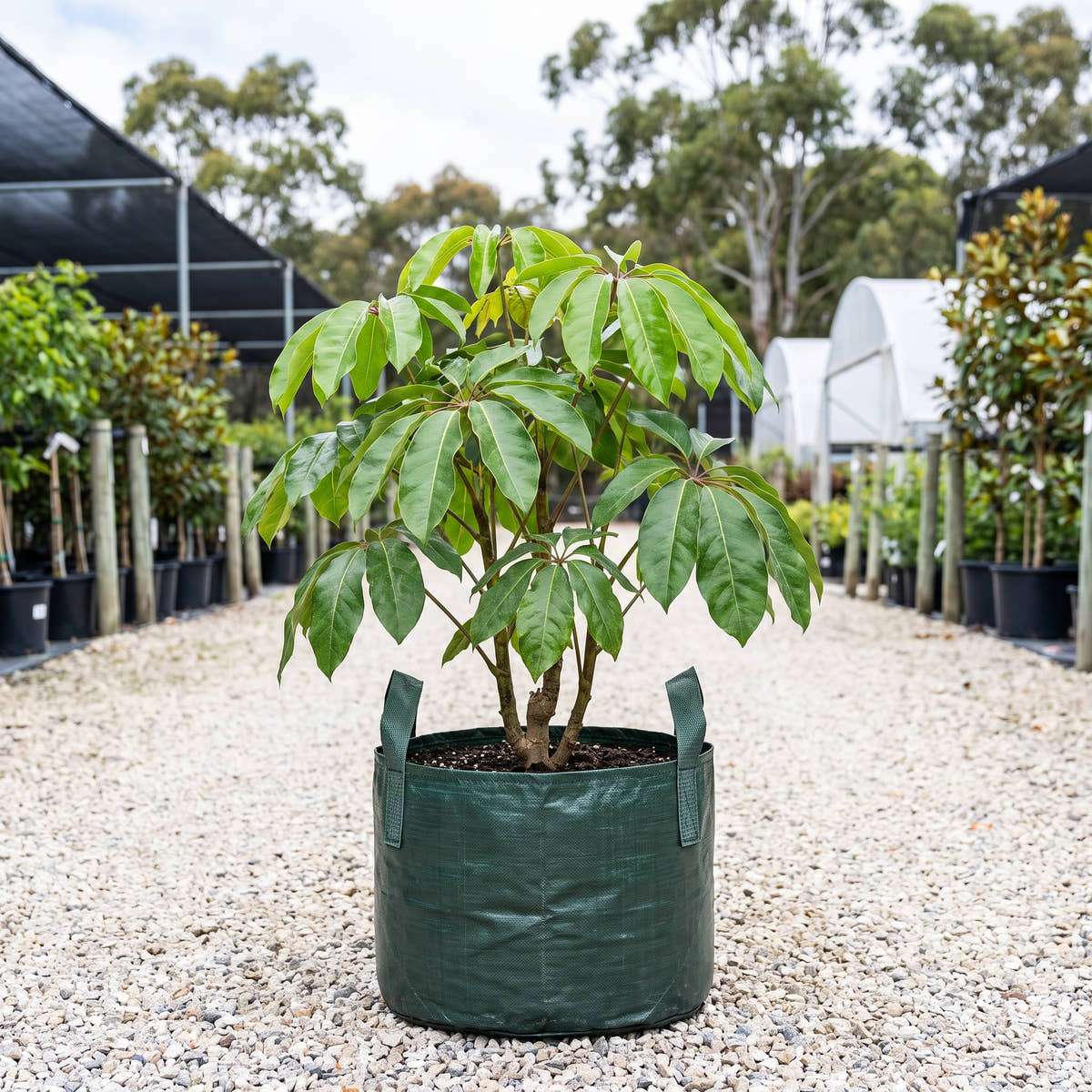 Amate Umbrella Tree - Schefflera actinophylla ‘Amate’