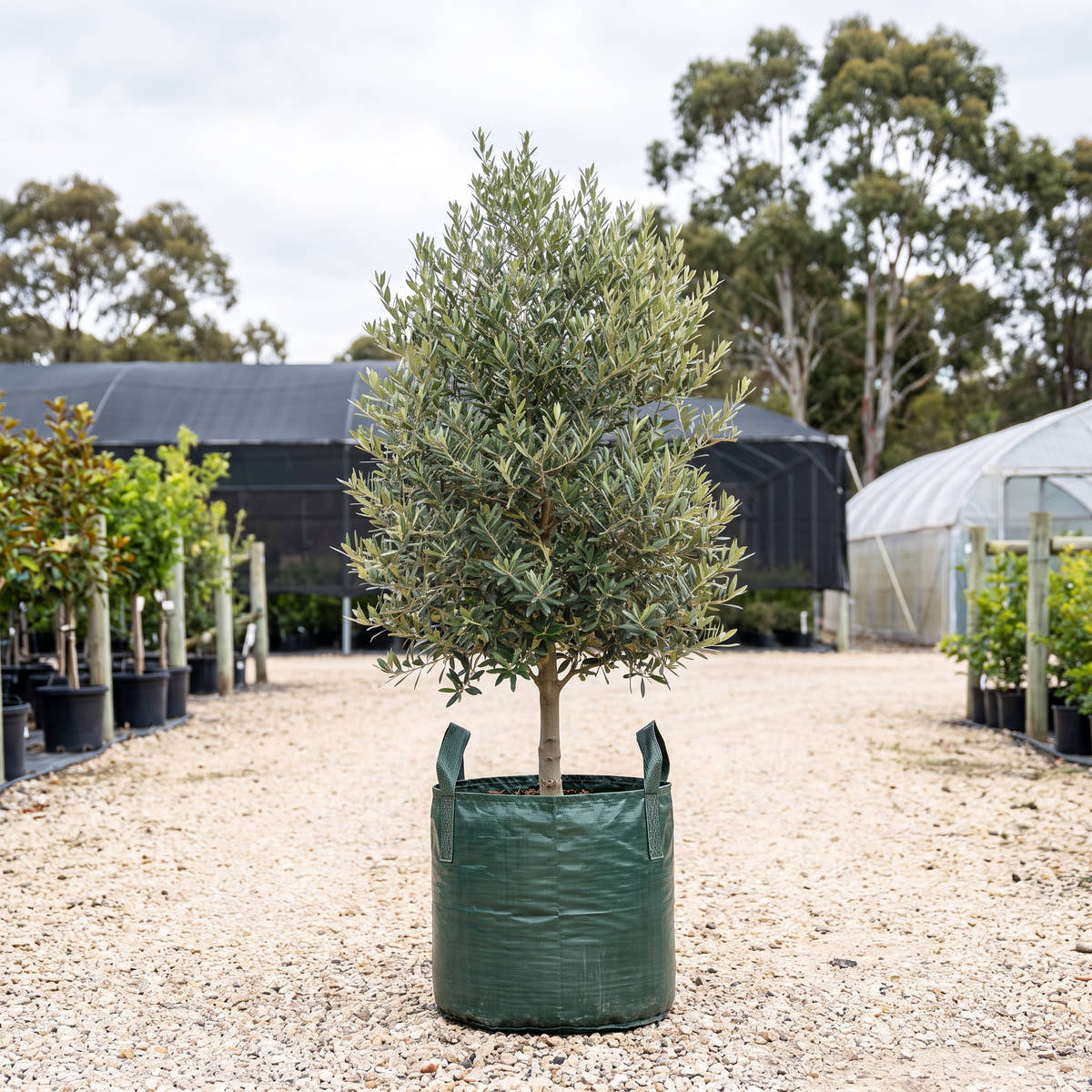 Olivia Olive - Olea europaea ‘Olivia’