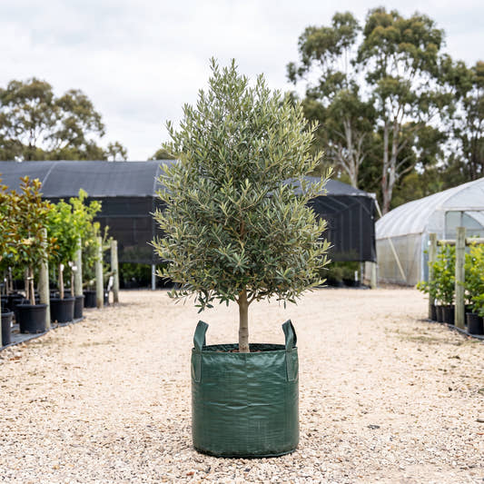 Olivia Olive - Olea europaea ‘Olivia’