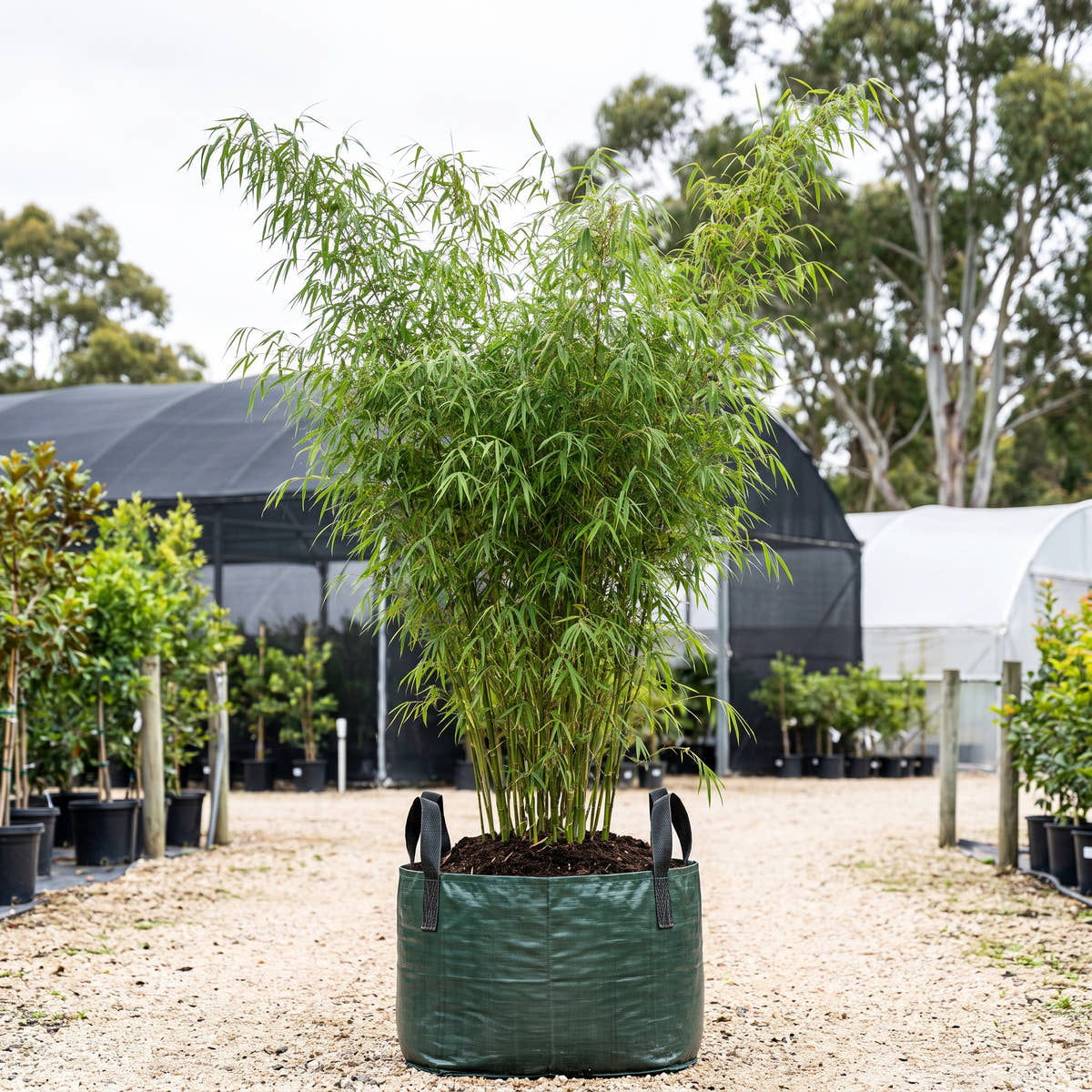 Himalayan Weeping Bamboo - Drepanostachyum falcatum
