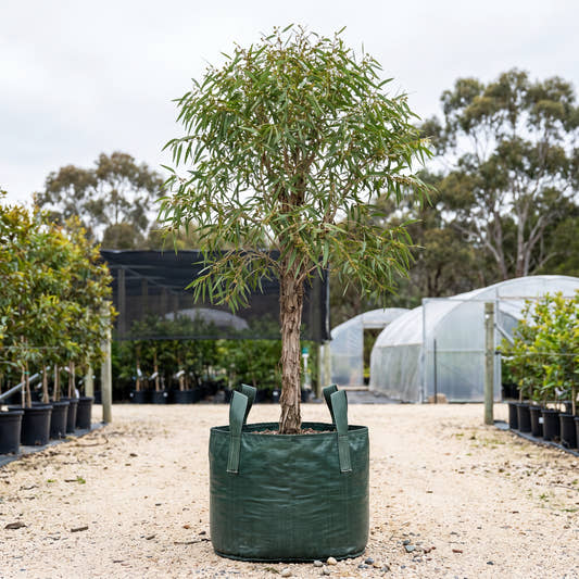 Thin-Leaved Stringybark - Eucalyptus eugenioides
