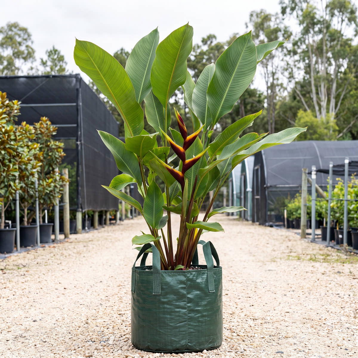 Heliconia bihai ‘Chocolate Dancer’