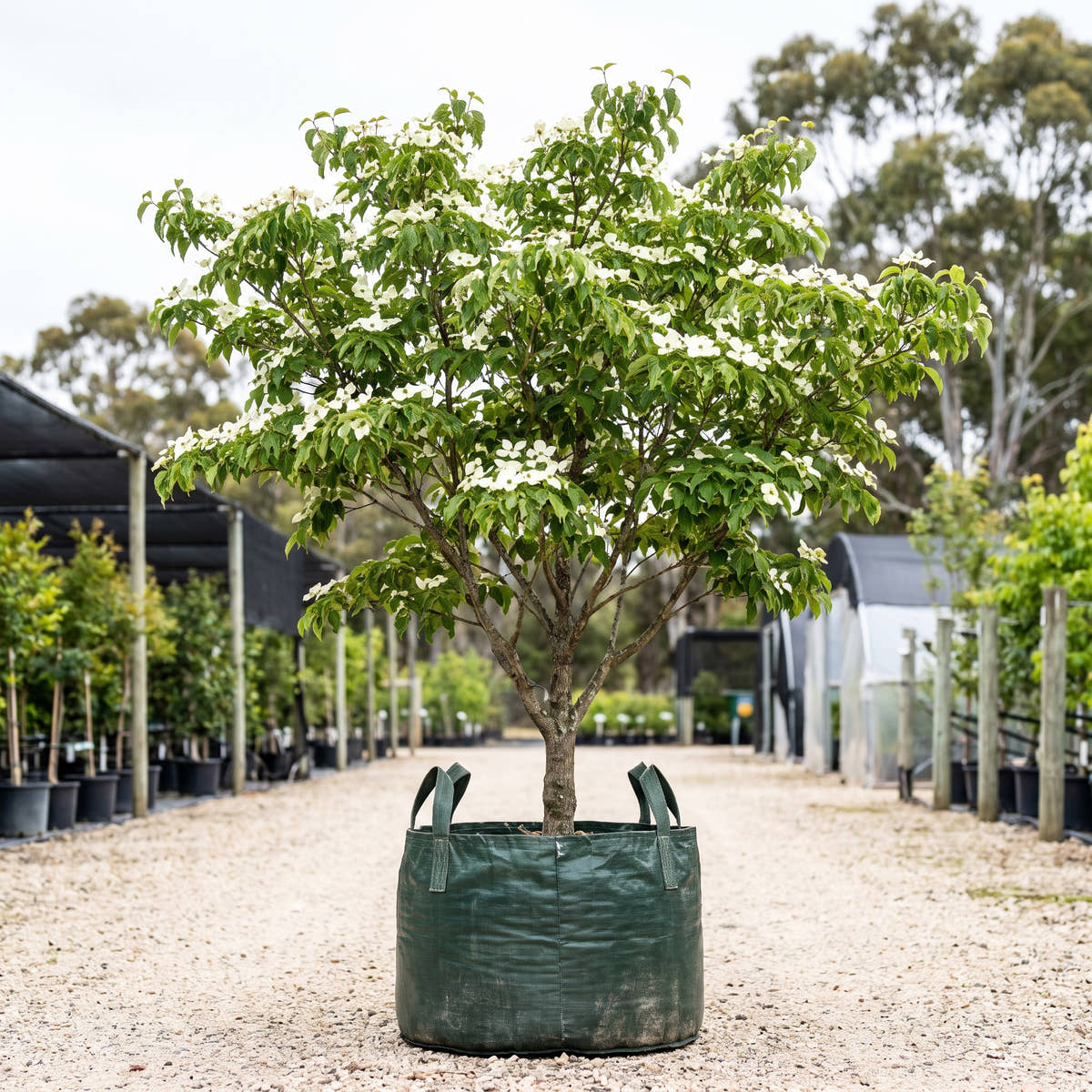Constellation Dogwood - Cornus ‘Constellation’