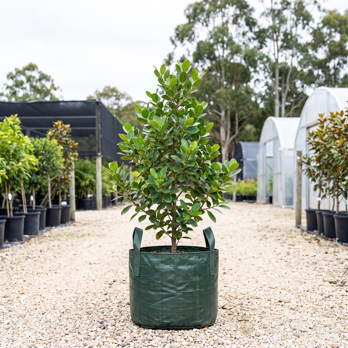 Green Island Fig - Ficus microcarpa ‘Green Island’