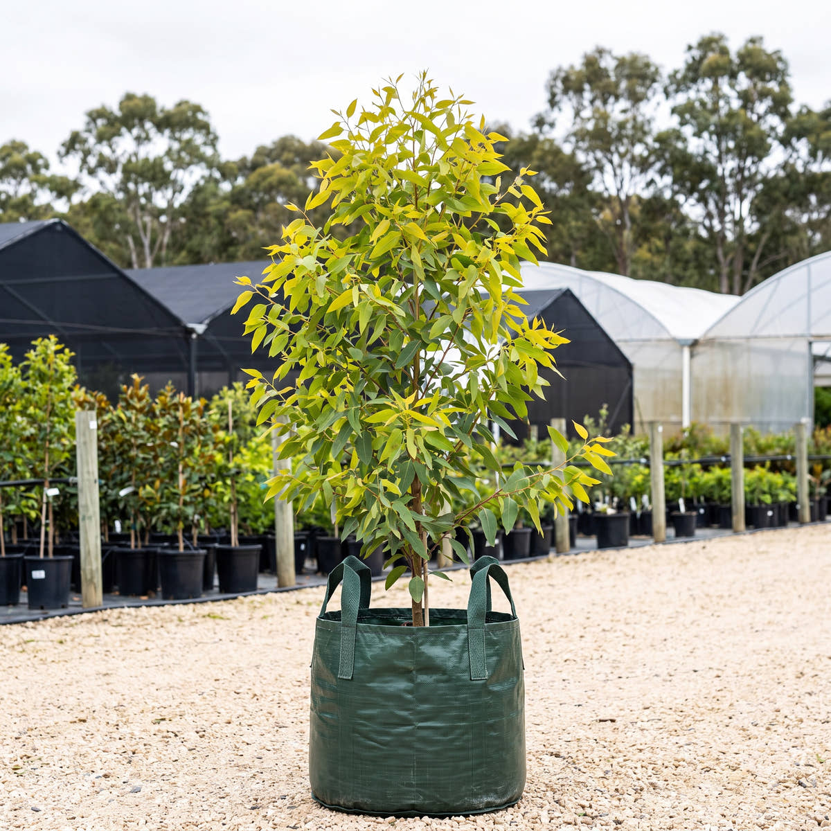 Lemon Flowered Gum - Eucalyptus woodwardii