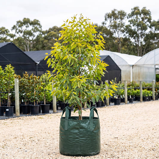 Lemon Flowered Gum - Eucalyptus woodwardii