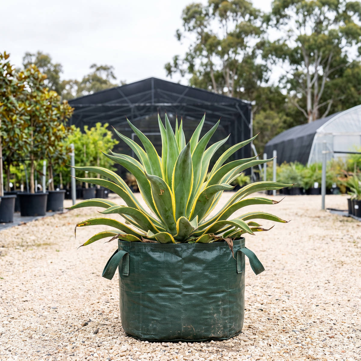 Variegated Smooth Agave - Agave desmettiana ‘Variegata’