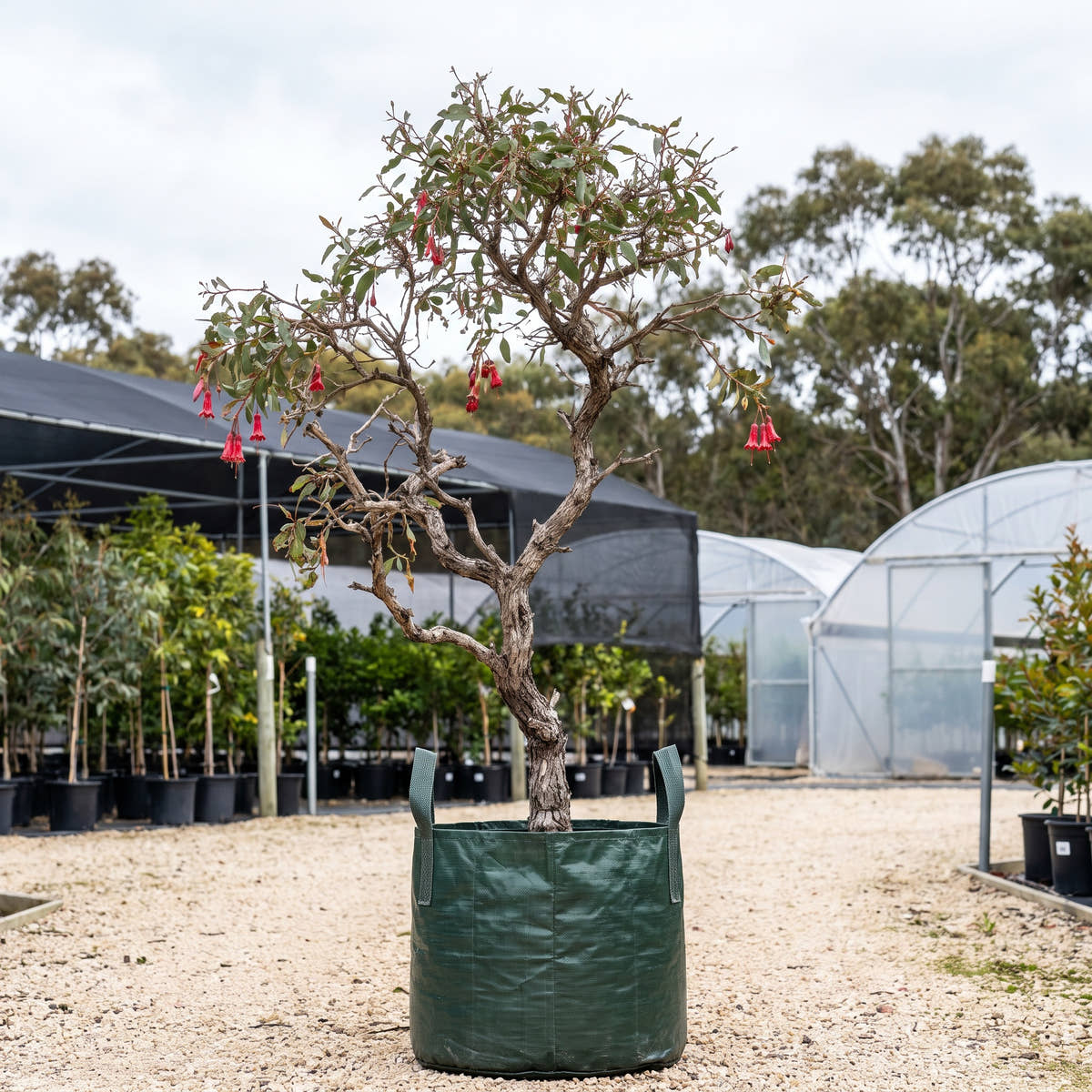 Fuchsia Mallee - Eucalyptus dolichorhyncha