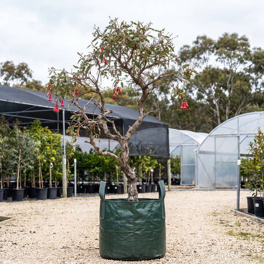 Fuchsia Mallee - Eucalyptus dolichorhyncha