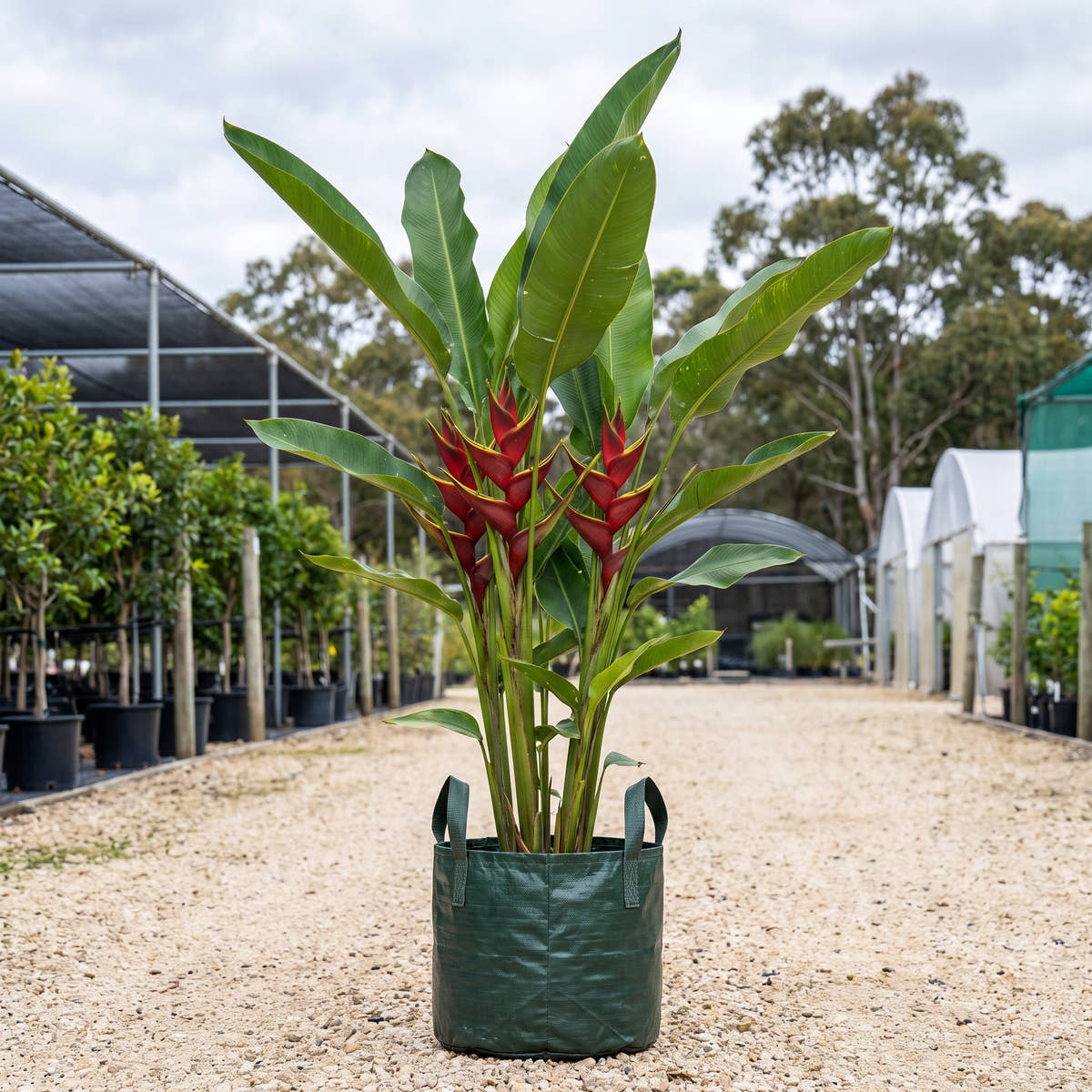 Heliconia bihai x caribaea ‘Richmond Red’