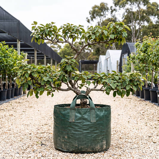 Quince (Espalier) - Cydonia oblonga
