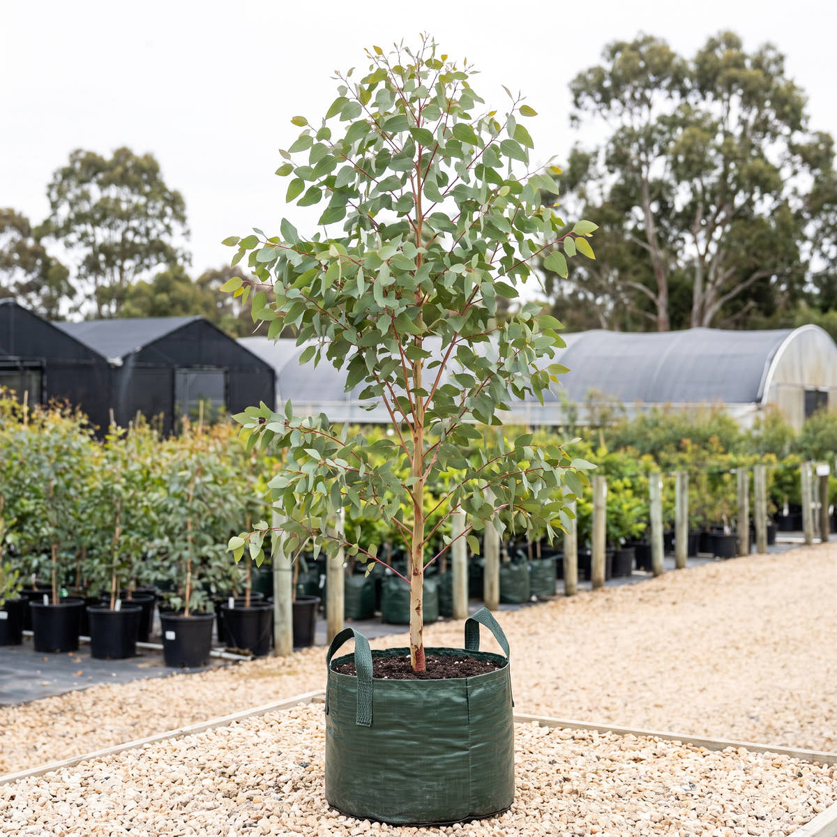 Large Fruited Yellow Gum - Eucalyptus leucoxylon subsp. macrocarpa
