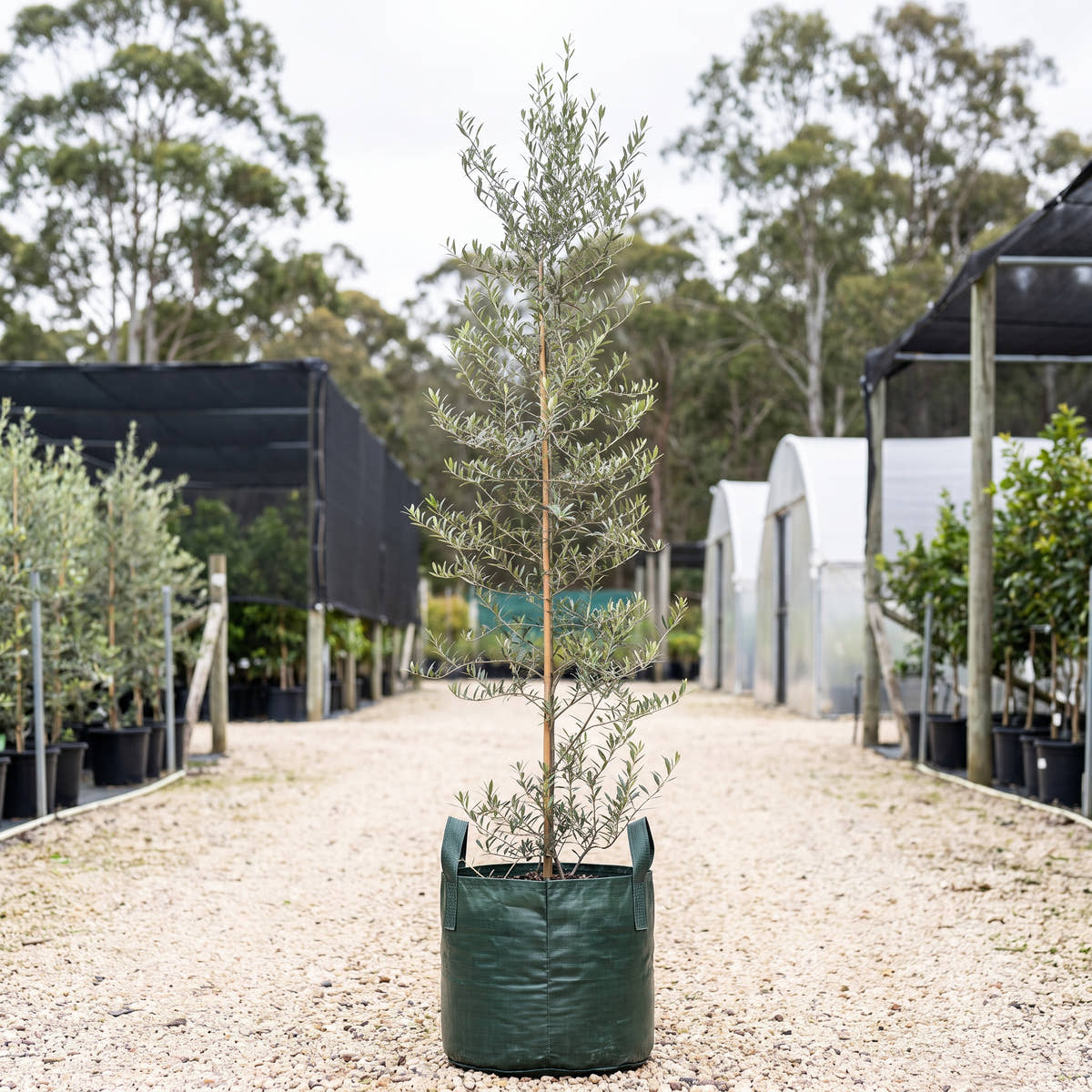 Arbequina Olive - Olea europaea ‘Arbequina’