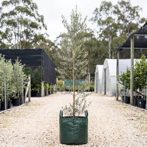 Arbequina Olive - Olea europaea ‘Arbequina’