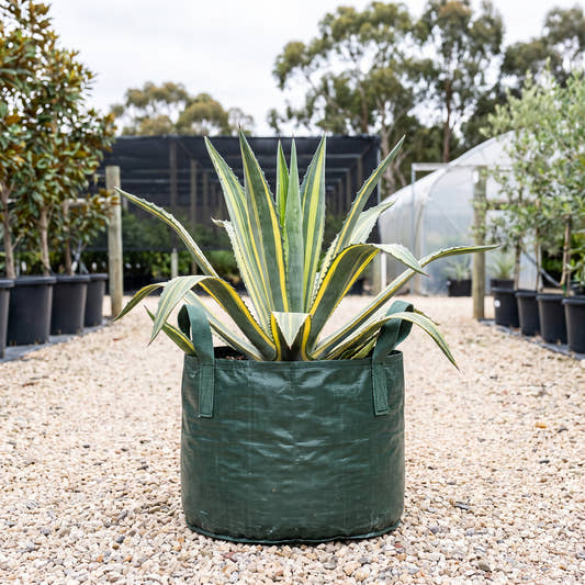 Lion Century Plant - Agave americana ‘Lion’