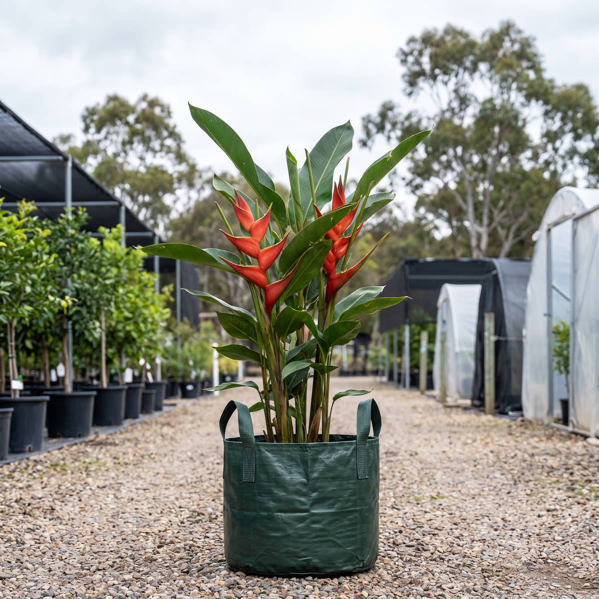 Heliconia bihai ‘Claw’