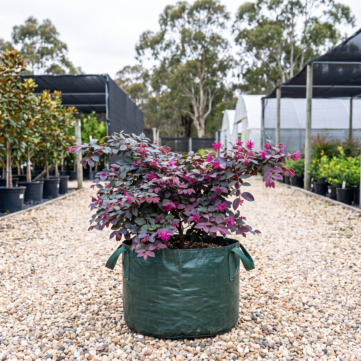 Plum Gorgeous Fringe Flower - Loropetalum chinense ‘Plum Gorgeous’