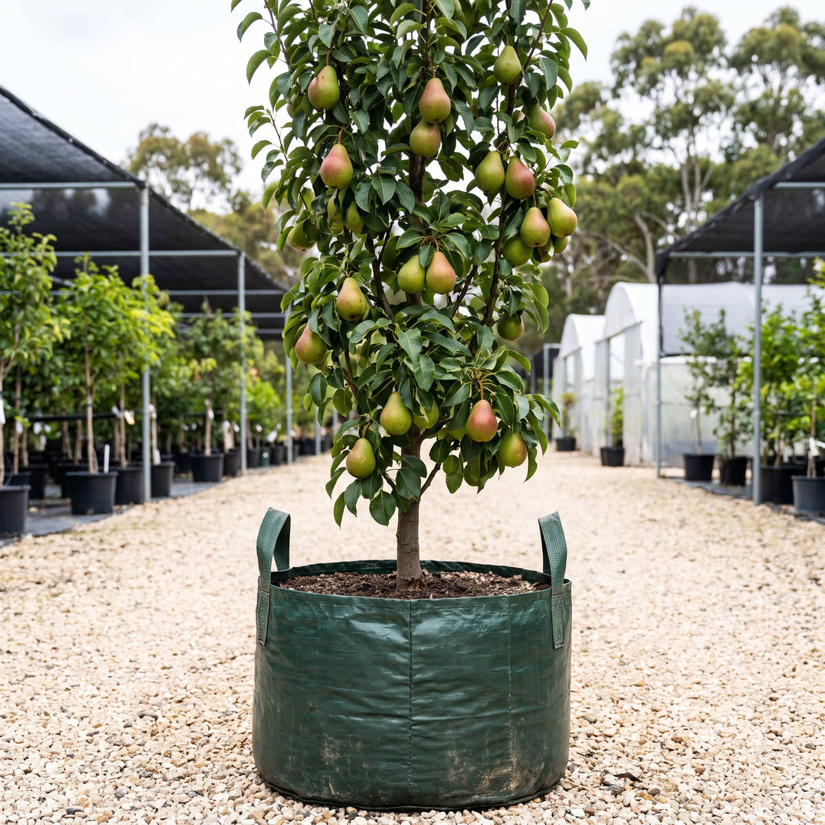 Bonza Pear - Pyrus communis ‘Bonza’