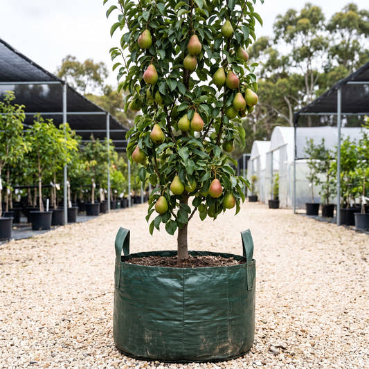 Bonza Pear - Pyrus communis ‘Bonza’