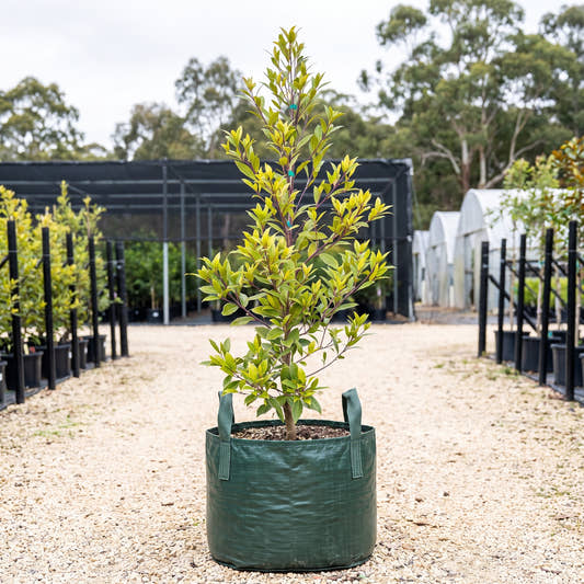 Prima Donna Blueberry Ash - Elaeocarpus reticulatus ‘Prima Donna’