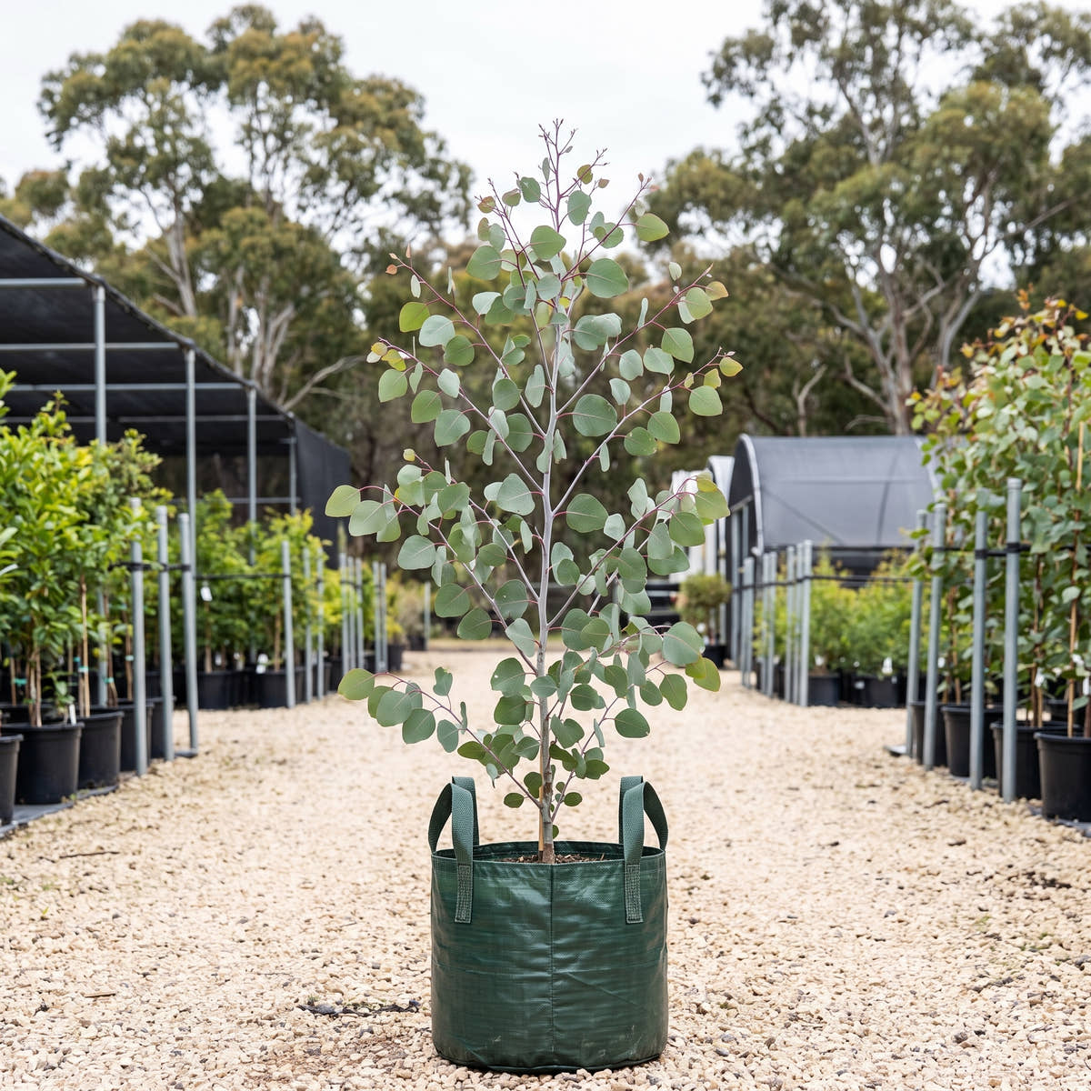 Gungurru - Eucalyptus caesia