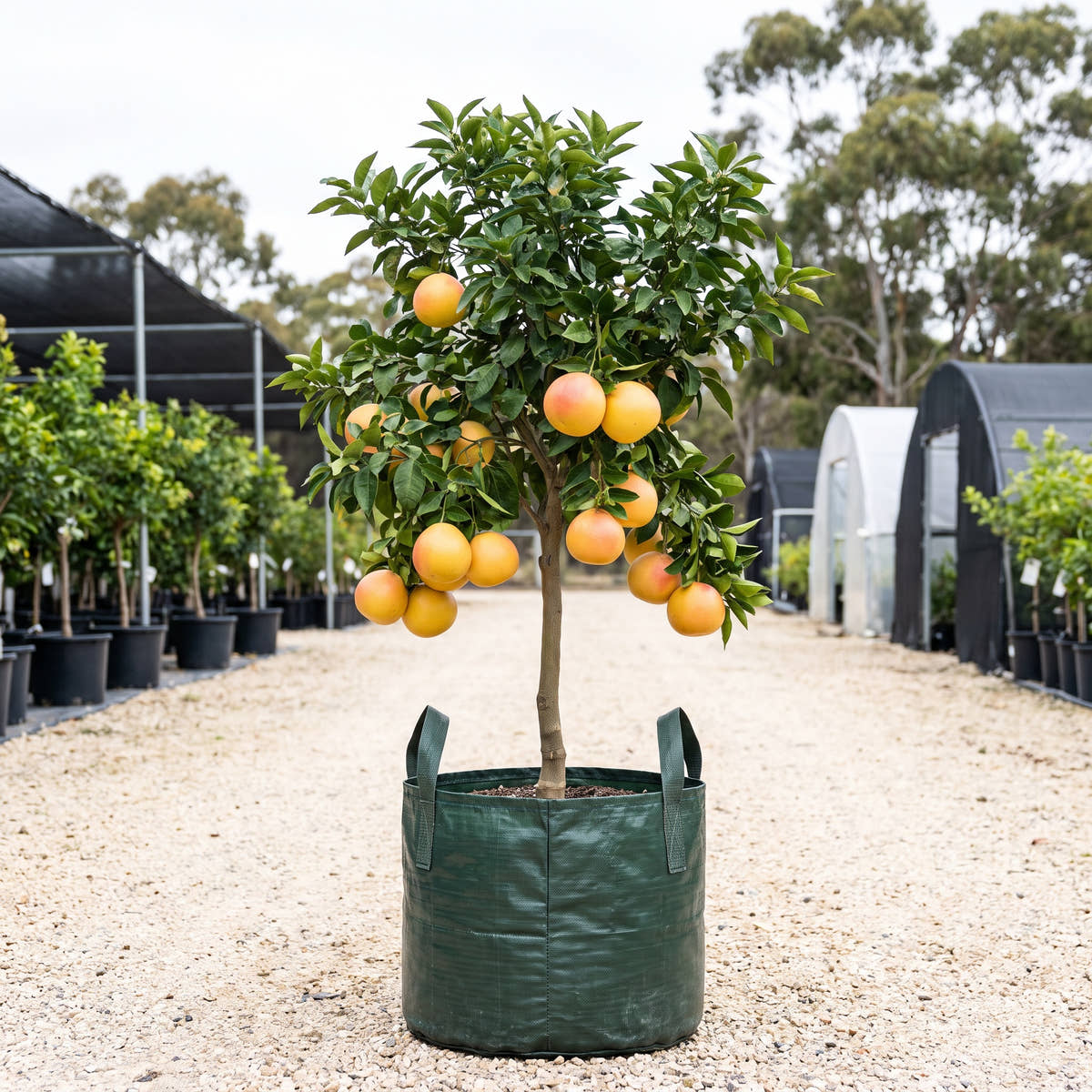 Thompson Pink Grapefruit - Citrus paradisi ‘Thompson Pink’
