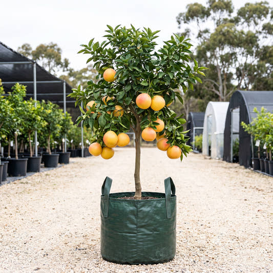 Thompson Pink Grapefruit - Citrus paradisi ‘Thompson Pink’